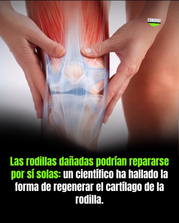 forma de regenerar el cartílago de la rodilla