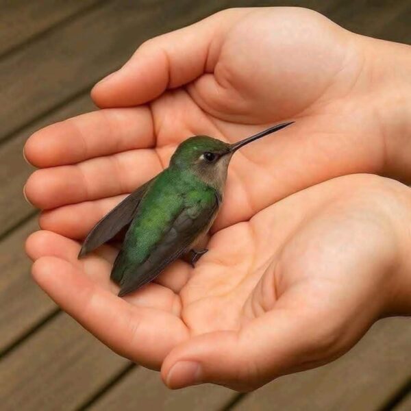 QUÉ SIGNIFICA QUE UN COLIBRÍ APAREZCA EN TU CASA