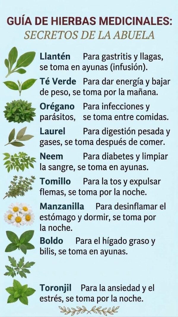Llantén: una planta medicinal poderosa para tu salud natural